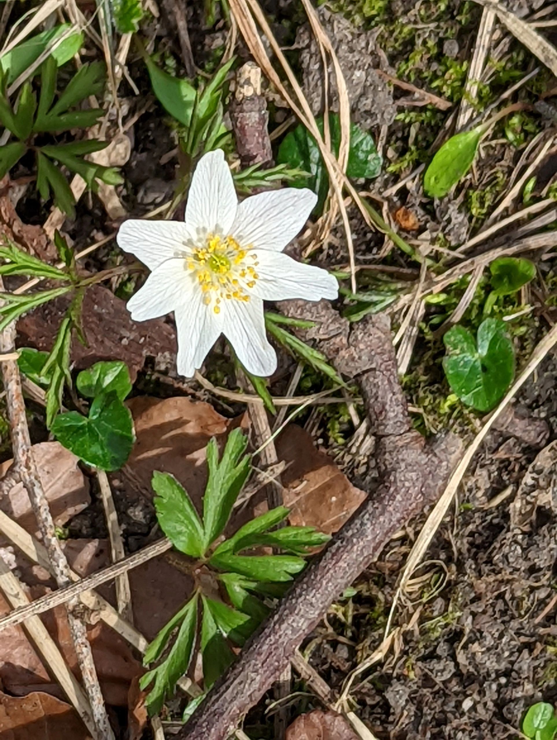 Austin Psychotherapy